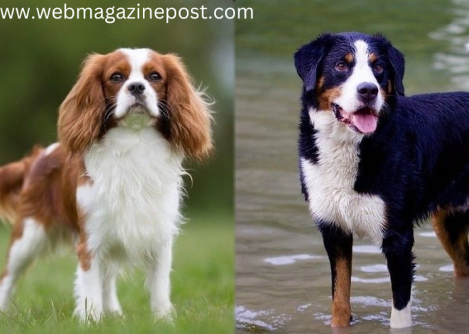 Mini Bernese Mountain Dog: 100% Ultimate Guide to Caring for Complete Breed Profile and Top Accessories for Best Toys and Games