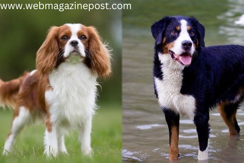 Mini Bernese Mountain Dog: 100% Ultimate Guide to Caring for Complete Breed Profile and Top Accessories for Best Toys and Games