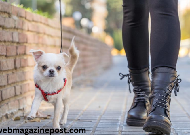 Exploring Small Dog Breeds: 100% Understanding the Temperaments of Small But Mighty to Ultimate Guide