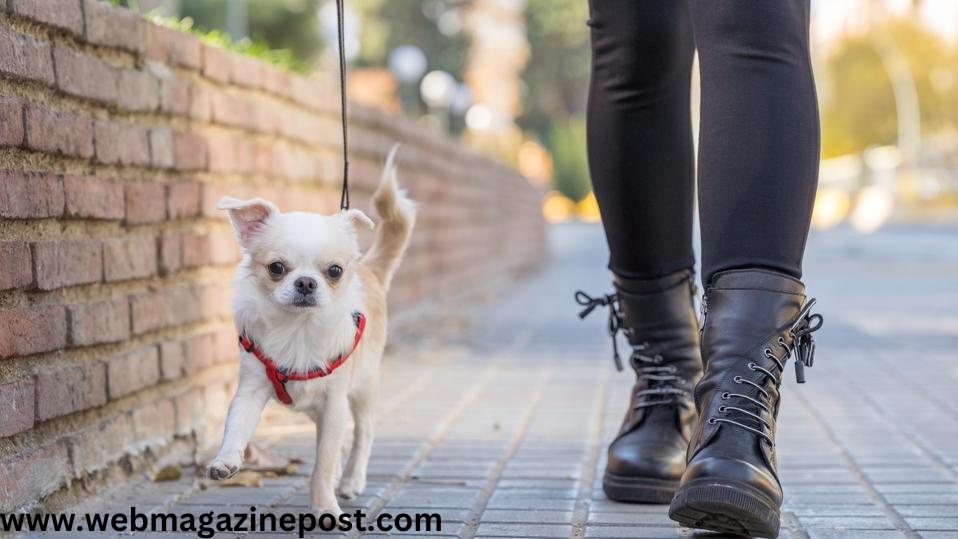 Exploring Small Dog Breeds: 100% Understanding the Temperaments of Small But Mighty to Ultimate Guide