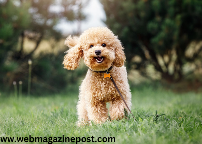 Mini Poodle: 100% A Comprehensive Guide to the Beloved Breed