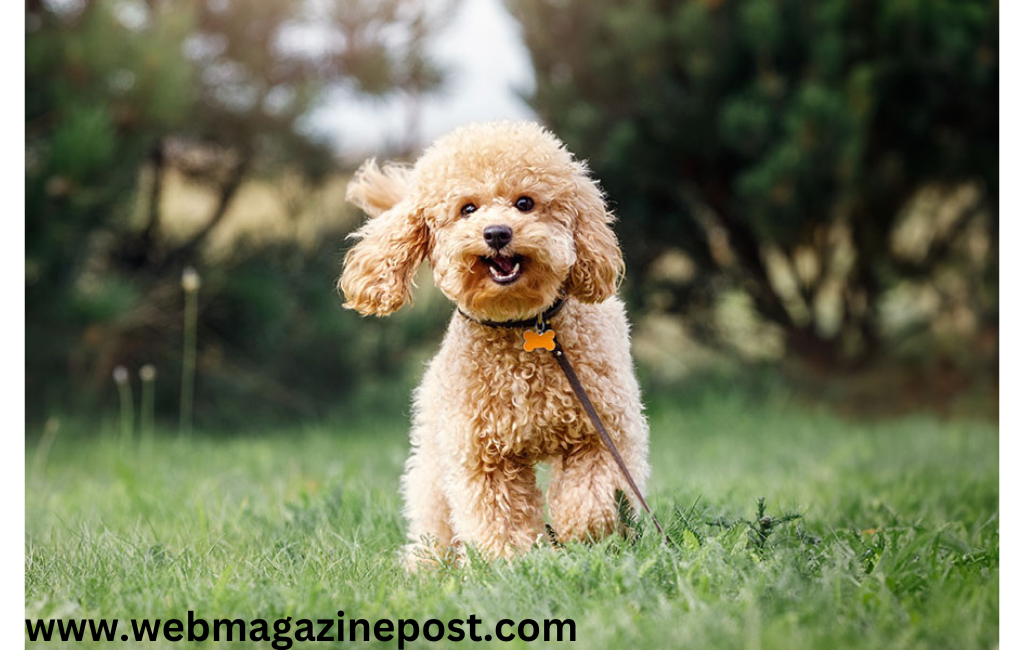 Mini Poodle: 100% A Comprehensive Guide to the Beloved Breed